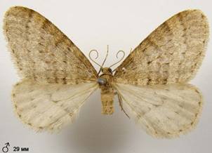 O.brumata_4