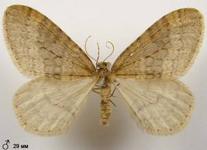 O.brumata_5