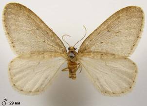 O.brumata_6