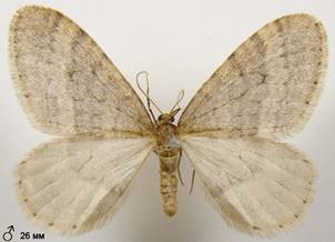 O.brumata_7