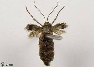 O.brumata_8