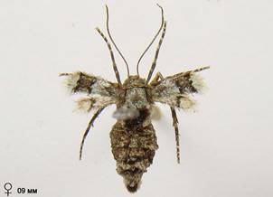 O.brumata_9