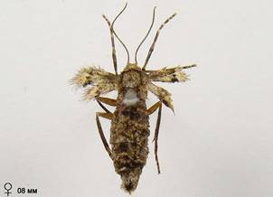 O.brumata_10
