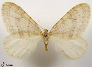O.fagata_1