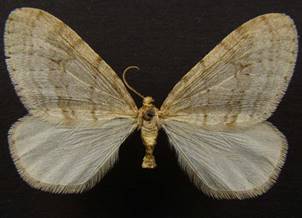 O.fagata_1.