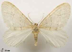 O.fagata_2