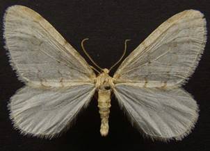 O.fagata_2.