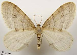 O.fagata_3