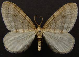 O.fagata_3.