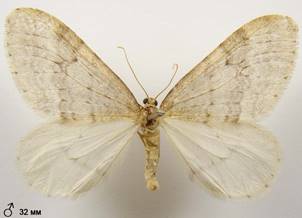 O.fagata_5