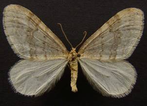 O.fagata_5.