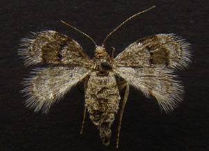 O.fagata_6.