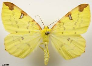 O.luteolata_1