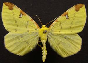 O.luteolata_1.