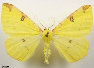 O.luteolata_2
