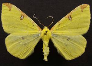 O.luteolata_2.