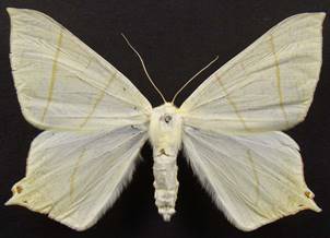 O.sambucaria_2.