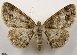 P.consonaria_1