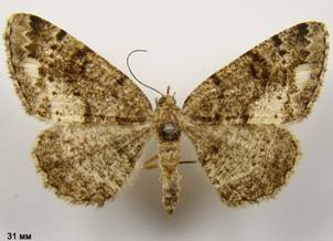 P.similaria_3