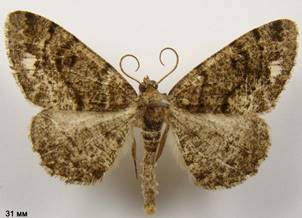 P.similaria_4