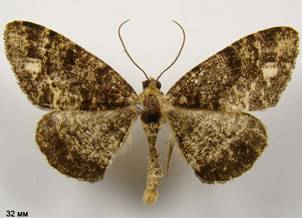 P.similaria_5