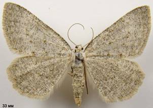 E.dilucidaria_1