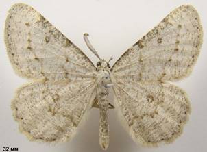 E.dilucidaria_2
