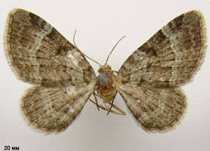 P.chloerata