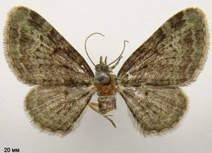 P.rectangulata_1