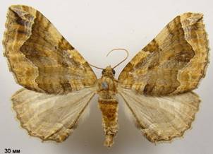 P.comitata_1