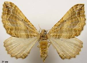 P.comitata_2