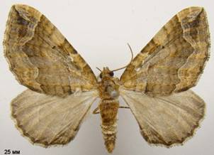 P.comitata_3