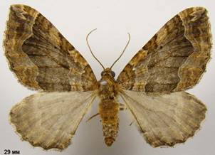 P.comitata_4