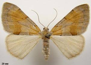 P.firmata_1