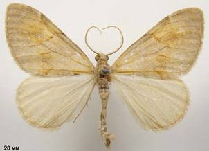 P.firmata_2