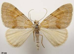 P.firmata_3