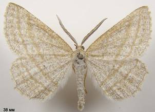 P.strigillaria_1