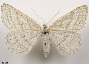 P.strigillaria_2