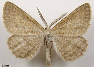 P.strigillaria_3