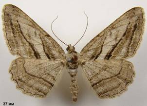P.correptaria_1