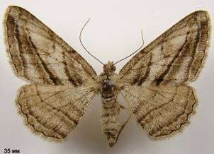 P.correptaria_2