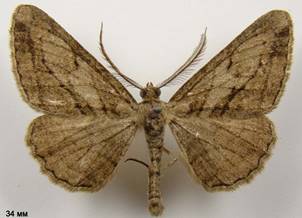 P.correptaria_3