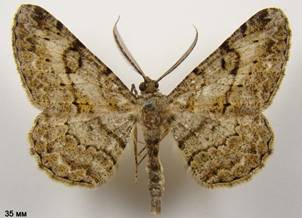 P.rhomboidaria_1
