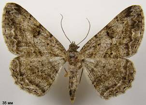 P.rhomboidaria_2