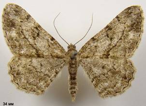 P.rhomboidaria_3