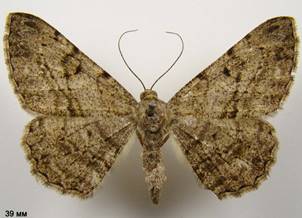 P.rhomboidaria_4