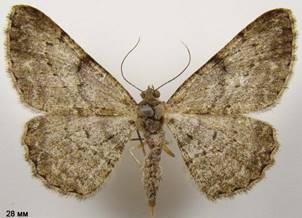 P.rhomboidaria_5