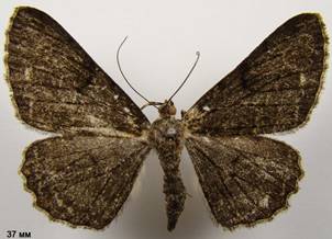 P.rhomboidaria_394