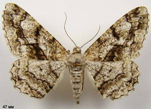 P.umbraria_1