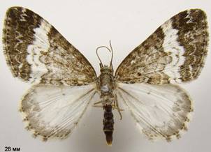P.affinitata_1